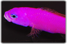 Strawberry Dottyback